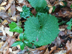 Erysiphe cruciferarum