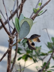 Pittosporum crassifolium