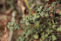 Galium rotundifolium