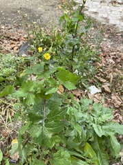 Lactuca serriola