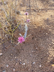 Palafoxia sphacelata