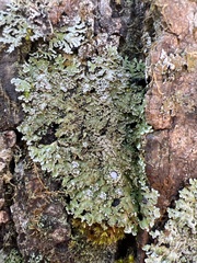 Physconia grumosa