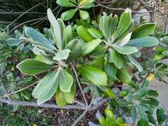 Pittosporum crassifolium