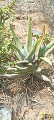 Cotyledon campanulata