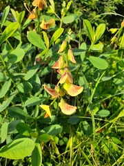 Crotalaria retusa