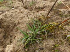 Poa badensis