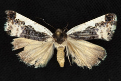 Tarache augustipennis
