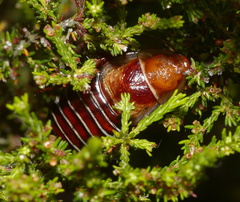 Temnopteryx phalerata
