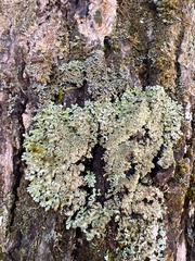 Physconia grumosa