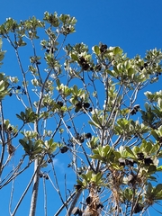 Pittosporum crassifolium
