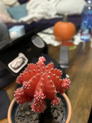 Gymnocalycium