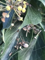 Zygiella x-notata