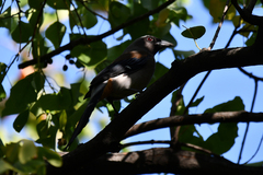 Dendrocitta formosae