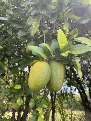 Citrus