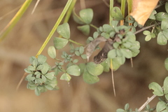 Galium rotundifolium