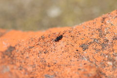 Tomocerinae