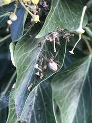 Zygiella x-notata