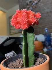 Gymnocalycium