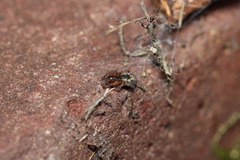 Amaurobius