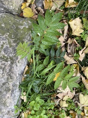 Ailanthus altissima