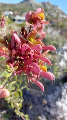 Salvia lanceolata