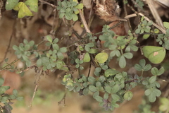 Galium rotundifolium