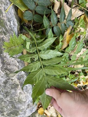 Ailanthus altissima
