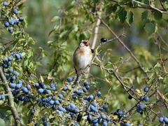 Carduelis carduelis