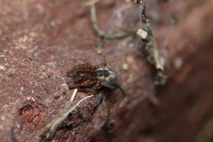 Amaurobius