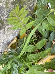 Ailanthus altissima