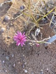Palafoxia sphacelata