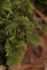 Thuidium tamariscinum