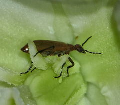 Epicauta ochrea