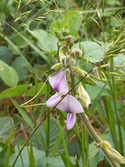 Neustanthus phaseoloides
