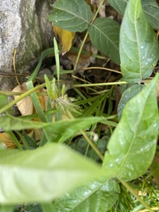 Ailanthus altissima