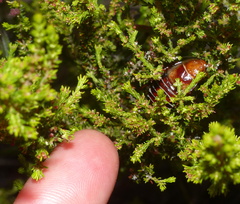 Temnopteryx phalerata