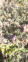 Drosanthemum hispidum