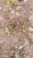 Diascia elongata