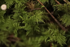 Thuidium tamariscinum
