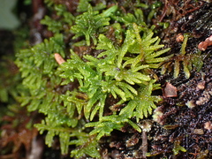 Stereodon subimponens