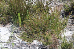 Cliffortia pterocarpa