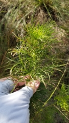 Eupatorium capillifolium