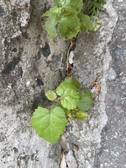 Magnoliopsida