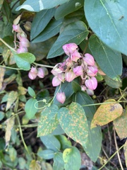 Antigonon leptopus