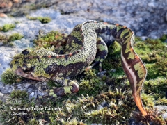 Triturus marmoratus