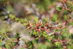 Cliffortia pterocarpa