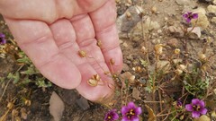 Diascia elongata