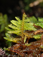 Stereodon subimponens