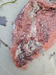 Chondracanthus exasperatus