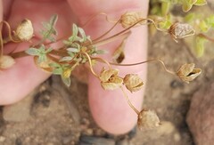 Diascia elongata